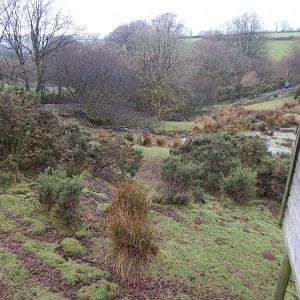 Western sitatunga enclosure 160122