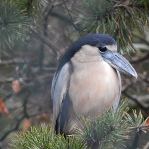 Boat-billed heron 160122