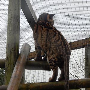 Indochinese clouded leopard 160122