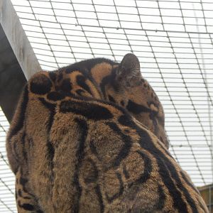 Indochinese clouded leopard 160122