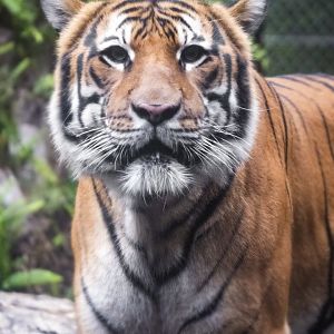 Jan. 2022 - Land of the Tiger - Malayan Tiger