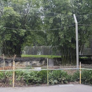 Jan. 2022 - Land of the Tiger - Right Tiger Exhibit (Malayan/Sumatran)