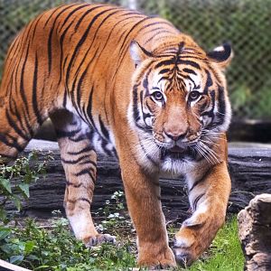 Jan. 2022 - Land of the Tiger - Malayan Tiger