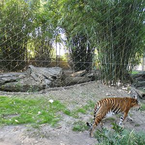 Jan. 2022 - Land of the Tiger - Right Tiger Exhibit (Malayan/Sumatran)