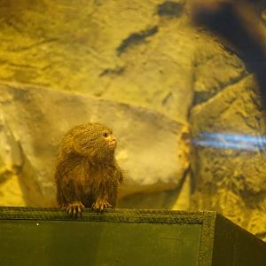 Pygmy Marmoset