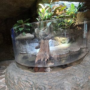 Cuvier's Dwarf Caiman exhibit