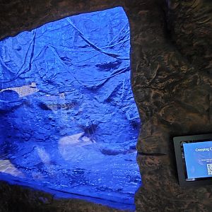 Vampire Bats- Bats and Bugs