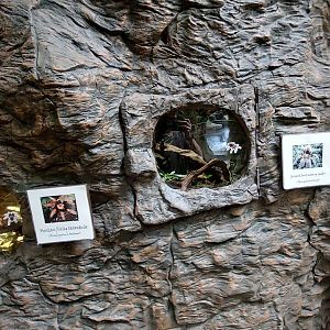 Tarantula Terrariums- Bats and Bugs
