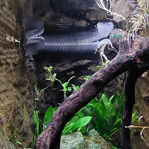 Electric Eel Tank- Flooded Forest