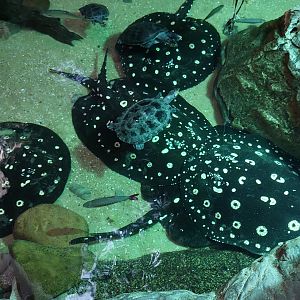 Stingray and Turtle pool- Flooded Forest
