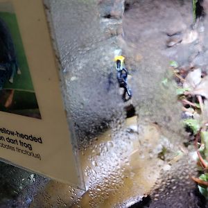 Signage Example- Dart Frog Terrarium