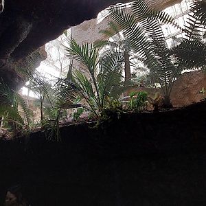 Quetzal, Mot-mot, and Dove enclosure- Toucan Terrace
