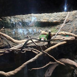 Hawk-headed Parrot enclosure- Toucan Terrace