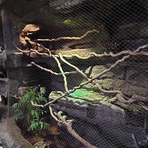 Razor-billed Currasow exhibit- Toucan Terrace