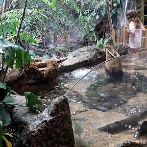 River Ray tank- Toucan Terrace