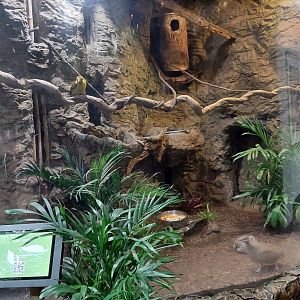Saffron Toucanet and Elegant Crested Tinamou Exhibit