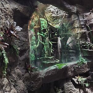 Hoffman's Two-Toed Sloth and Golden-Headed Lion Tamarin Enclosure