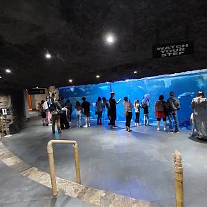 The River- Antillean Manitee exhibit