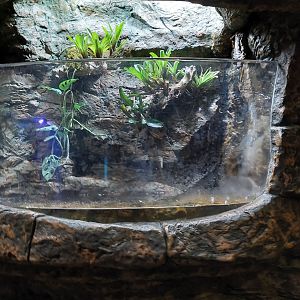 Pipa Pipa (Suriname) Toad Terrarium