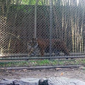 Jan. 2022 - Land of the Tiger - Tiger in Outer Tunnel (Malayan/Sumatran)