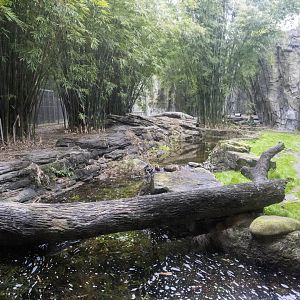 Jan. 2022 - Land of the Tiger - Left Tiger Exhibit (Malayan/Sumatran)