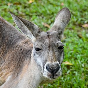 Red Kangaroo