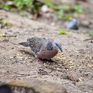 wild - Spotted Dove