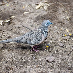 wild - Peaceful Dove