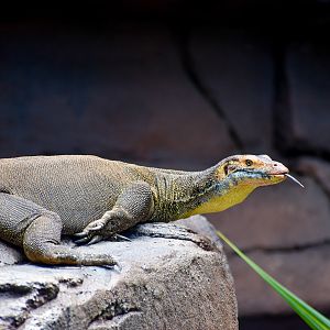 Merten's Water Monitor