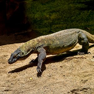 Indah - Komodo Dragon