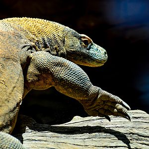 Naga - Komodo Dragon