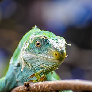 Fijian Crested Iguana
