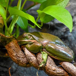 White-lipped Tree Frog