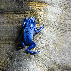 Blue Poison Dart Frog