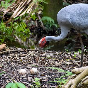 Brolga Eggs