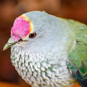 Rose-crowned Fruit Dove