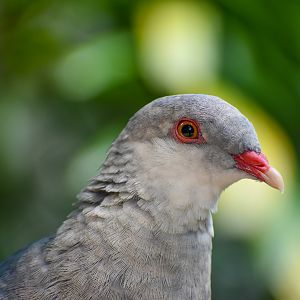 White-headed Pigeon