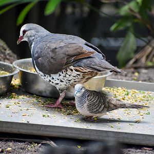 Wonga Pigeon and Peaceful Dove