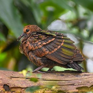 Young Pacific Emerald Dove