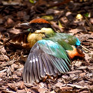 Sunbathing Noisy Pitta