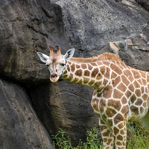 Giraffe Calf