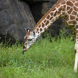 Giraffe Calf