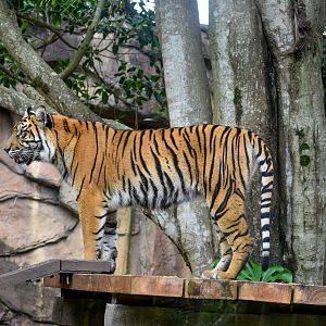 Sumatran Tiger
