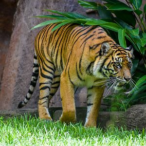Sumatran Tiger
