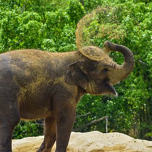 Christina - Sumatran Elephant