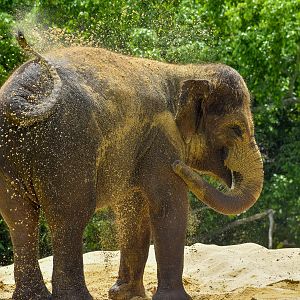 Christina - Sumatran Elephant