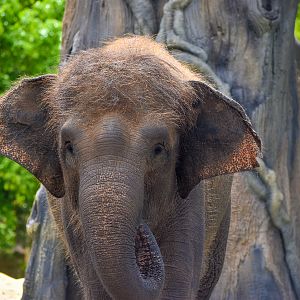 Widya - Sumatran Elephant
