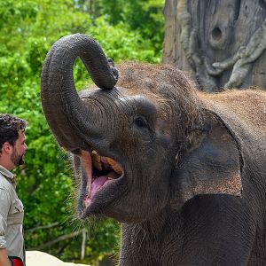 Elephant Training Session