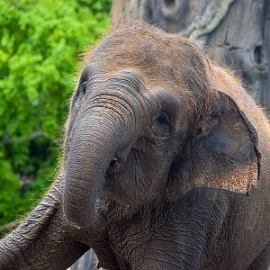 Widya - Sumatran Elephant