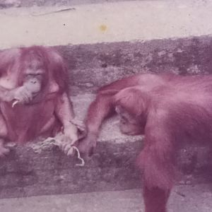 Orangutans in outdoor-enclosure
